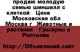 продаю молодую семью шиншилл с клеткой › Цена ­ 4 000 - Московская обл., Москва г. Животные и растения » Грызуны и Рептилии   